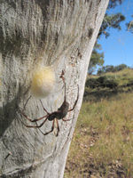 Large female and tiny male spiders at Depot Creek